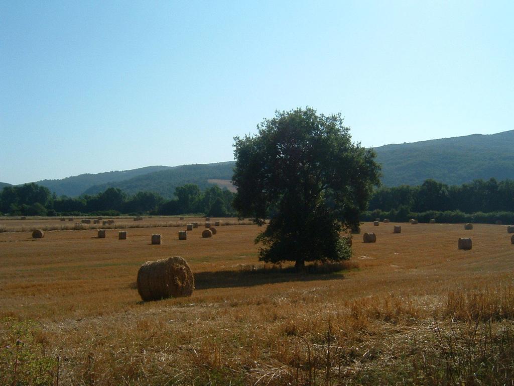 Agriturismo Il Casalino Pari Exteriör bild